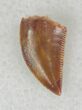 Small But Beautiful Raptor Tooth From Morocco - #20264-1